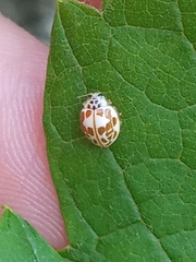 Psyllobora confluens