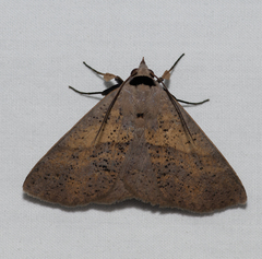 Ophyx eurrhoa