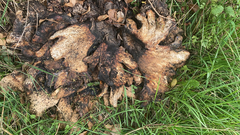 Scleroderma polyrhizum