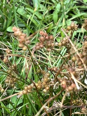 Juncus squarrosus