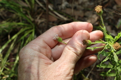 Vittadinia