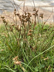 Juncus squarrosus