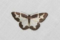 Lomaspilis marginata
