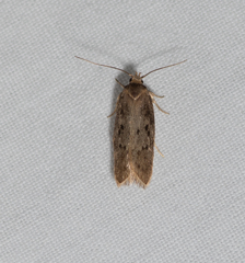 Hofmannophila pseudospretella