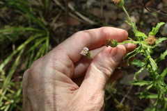 Vittadinia