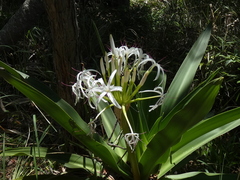 Crinum pedunculatum