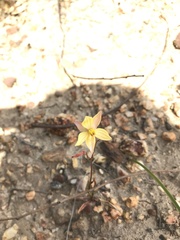Cyanella lutea lutea