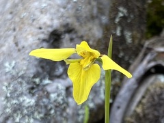 Diuris chryseopsis