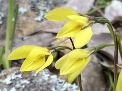 Diuris chryseopsis