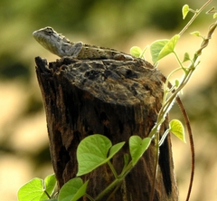 Calotes versicolor