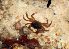 Gecarcinucidae