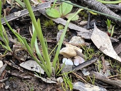 Diuris chryseopsis