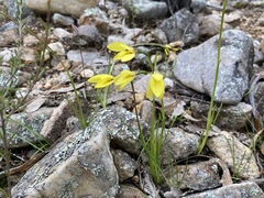 Diuris chryseopsis