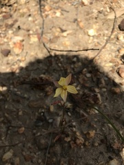 Cyanella lutea lutea