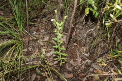 Vittadinia