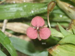 Murdannia lanuginosa