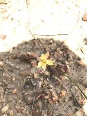 Cyanella lutea lutea