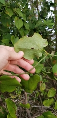 Smilax
