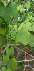 Smilax