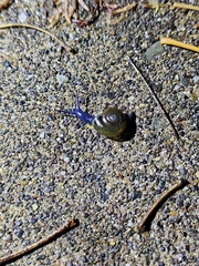 Oxychilus draparnaudi