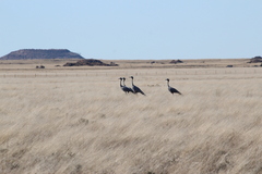 Anthropoides paradiseus
