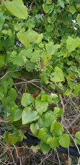 Smilax