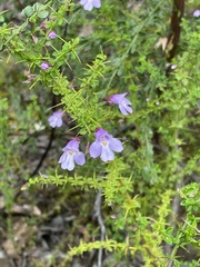 Prostanthera spinosa