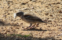 Passer melanurus melanurus