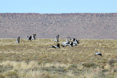 Anthropoides paradiseus