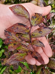 Vaccinium erythrocarpum