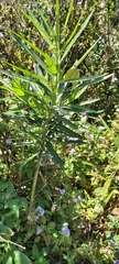 Asclepiadeae