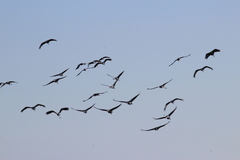 Anthropoides paradiseus