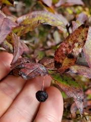 Vaccinium erythrocarpum