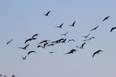 Anthropoides paradiseus