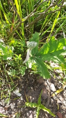 Pelargonium lobatum