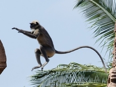 Semnopithecus hypoleucos