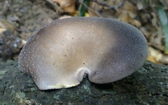 Brown Oyster Mushroom - Photo (c) codfish, some rights reserved (CC BY-NC), uploaded by codfish