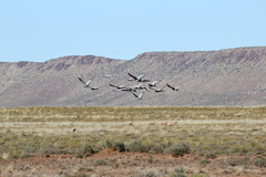 Anthropoides paradiseus