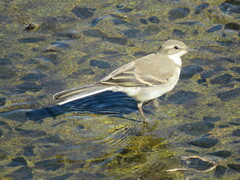 Motacilla capensis capensis