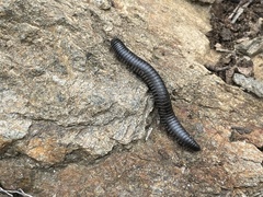 Ommatoiulus rutilans