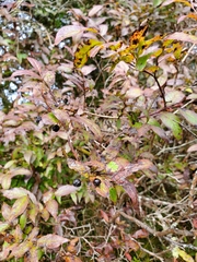 Vaccinium erythrocarpum