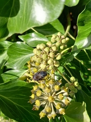 Calliphora vomitoria