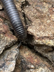 Ommatoiulus rutilans