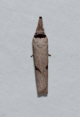 Pilostibes stigmatias