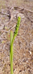 Microtis unifolia