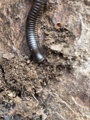 Ommatoiulus rutilans