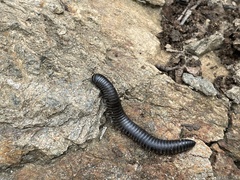 Ommatoiulus rutilans