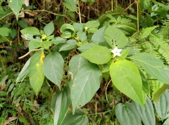 Lycianthes biflora