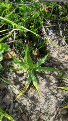 Cyanella