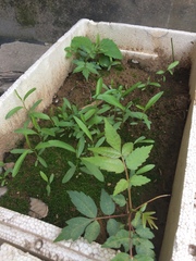 Salix babylonica
